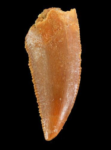 Serrated, Raptor Tooth - Morocco #73599